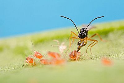 APHIPAR / Aphidius colemani