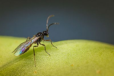 APHIPAR - M / Aphidius matricariae