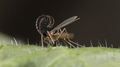 APHIDEND / Aphidoletes aphidimyza 