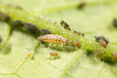 CHRYSOPA / Chrysoperla carnea 