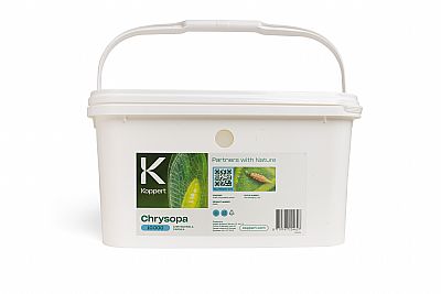 CHRYSOPA / Chrysoperla carnea 