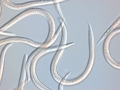 PALMANEM / Steinernema carpocapsae