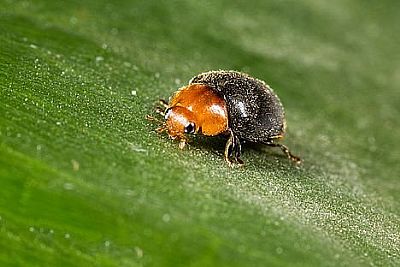 CRYPTOBUG / Cryptolaemus montrouzieri