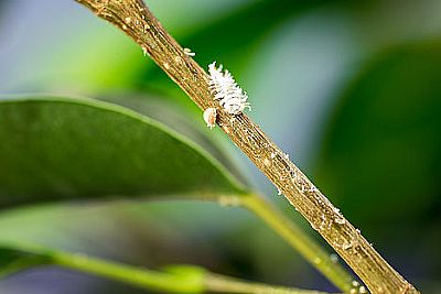 CRYPTOBUG-L / Cryptolaemus montrouzieri