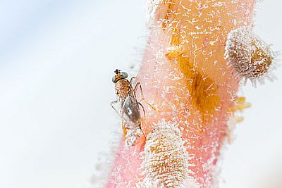 CITRIPAR / Anagyrus pseudococci