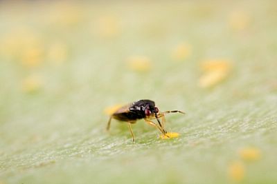 THRIPOR - L / Orius laevigatus 