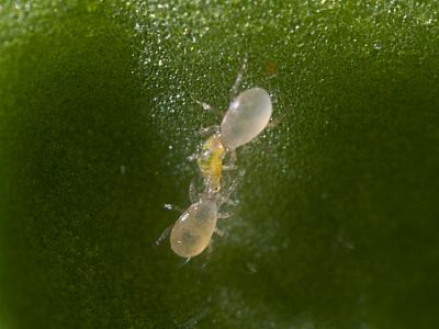 SWIRSKI - MITE PLUS / Amblyseius swirskii   
