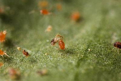 SPIDEX / Phytoseiulus persimilis   