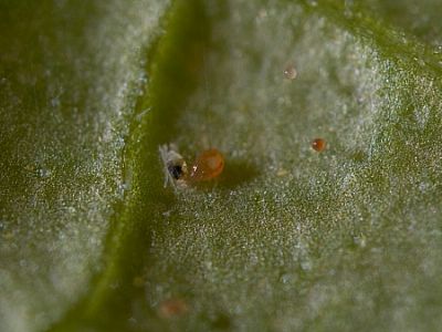 SPICAL / Neoseiulus californicus (πρ. Amblyseius californicus)   