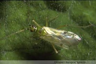 NESIBUG / Nesidiocoris tenuis   