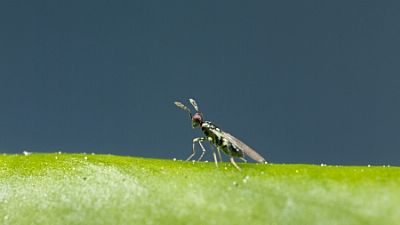 MIGLYPHUS / Diglyphus isaea  
