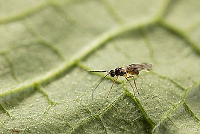 MINUSA / Dacnusa sibirica   