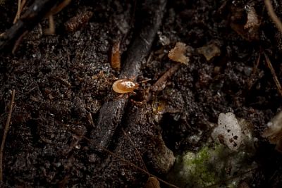 MACRO-MITE / Macrocheles robustulus   