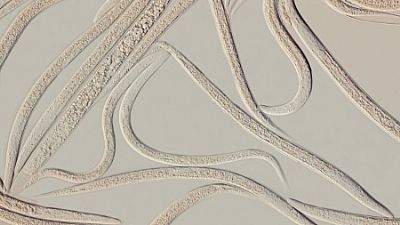 LARVANEM / Heterorhabditis bacteriophora   