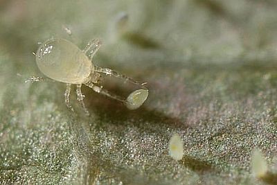 LIMONICA / Amblydromalus limonicus (πρ. Typhlodromalus limonicus)   