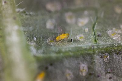 ERCAL / Eretmocerus eremicus   
