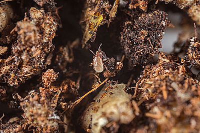 ENTOMITE-M / Stratiolaelaps scimitus (πρ. Hypoaspis miles)   