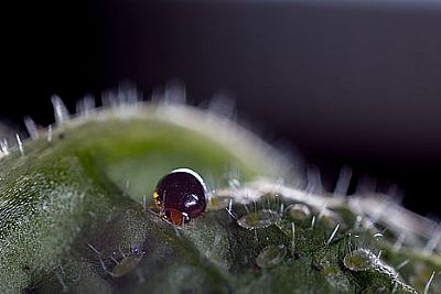 DELPHIBUG / Delphastus catalinae  