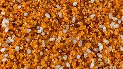 ENTOFOOD / Ephestia kuehniella   