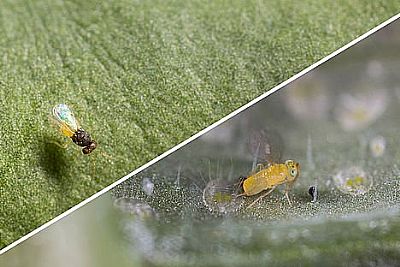 ENERMIX / Encarsia formosa + Eretmocerus eremicus  