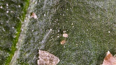 THRIPEX / Neoseiulus cucumeris (πρ. Amblyseius cucumeris)   