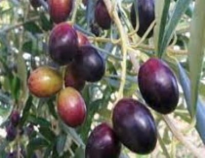 Q-HARVEST