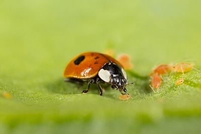 APHIDALIA / Adalia bipunctata  