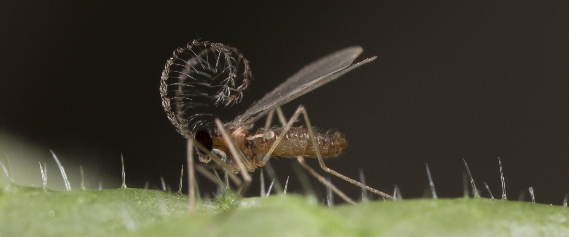 Integrated Pest & Disease Management