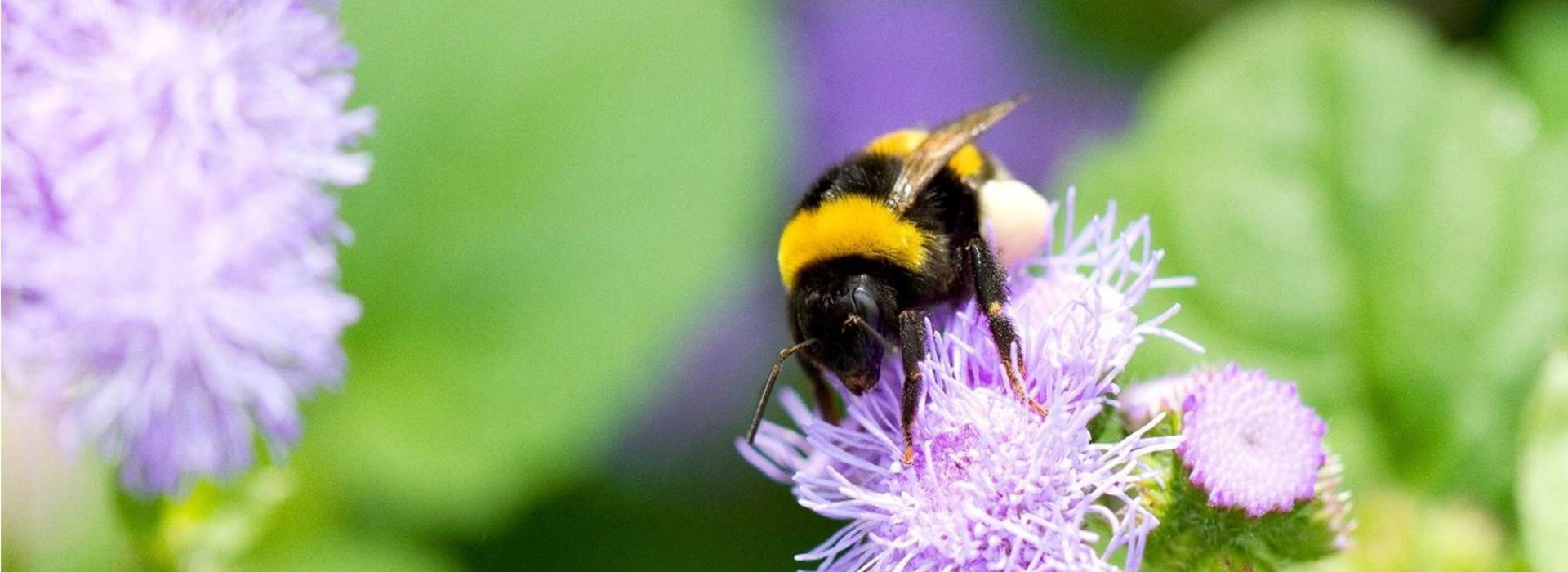 Innovation in Natural Pollination